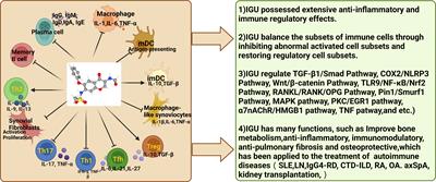 Research progress on the clinical application and mechanism of iguratimod in the treatment of autoimmune diseases and rheumatic diseases